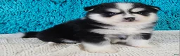 Pomsky dogs for sale: Sarge  - Ad 1