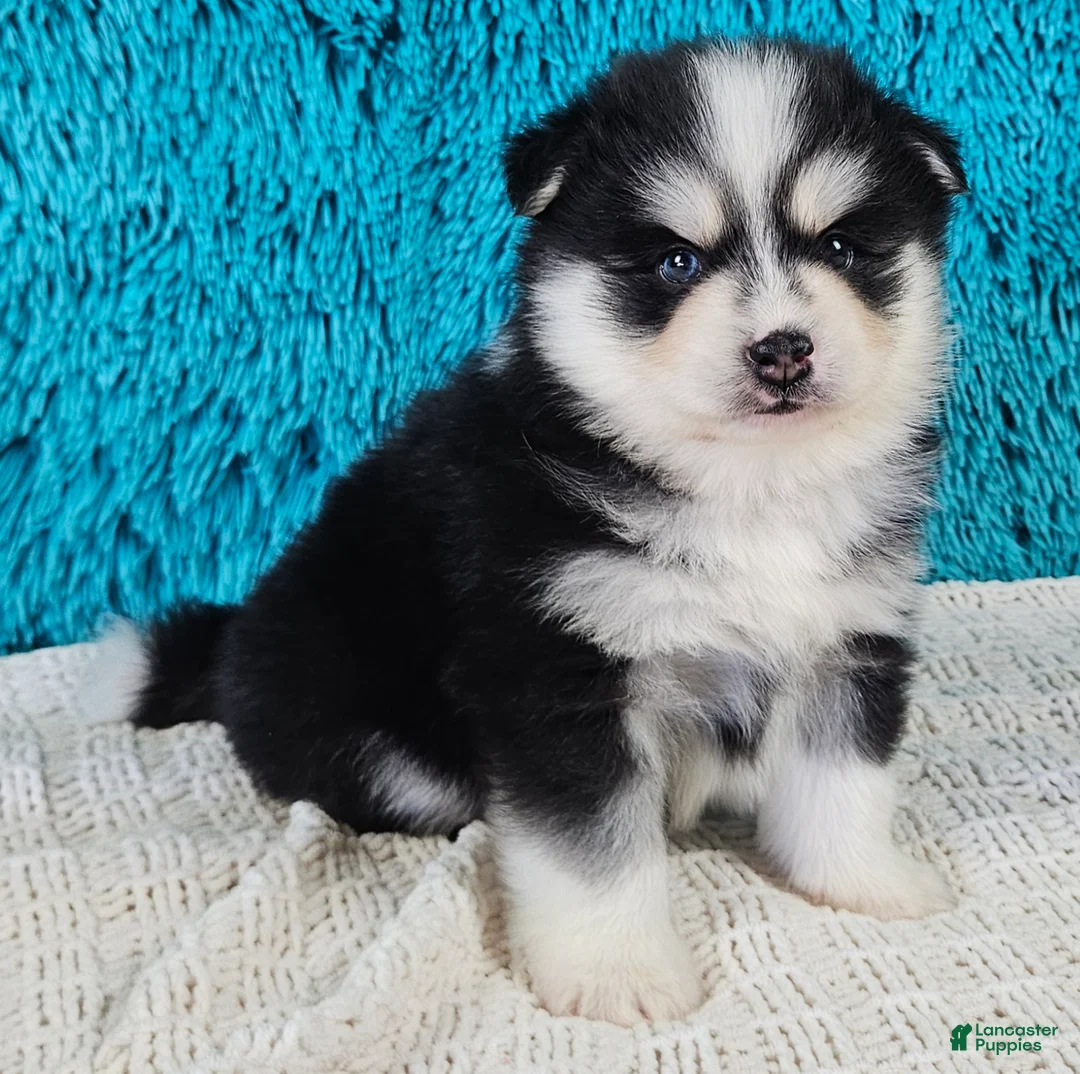 Pomsky dogs for sale: Sarge  - Ad 1