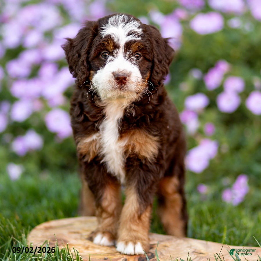 Mini Bernedoodle dogs Genevieve - Ad 2