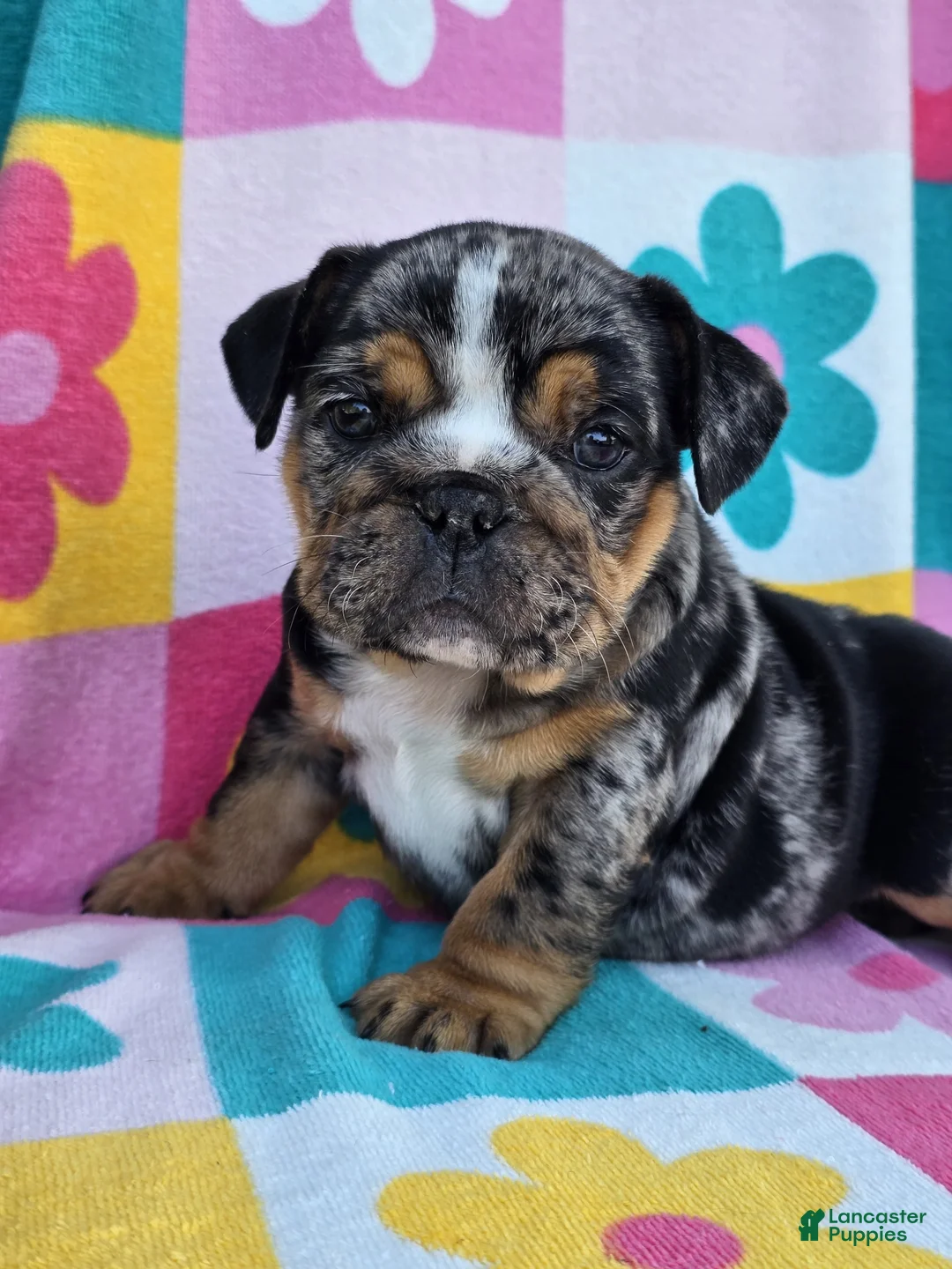 English Bulldog dogs for sale: Savvy - Ad 2