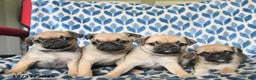 Pug dogs for sale: Captain - Ad 3