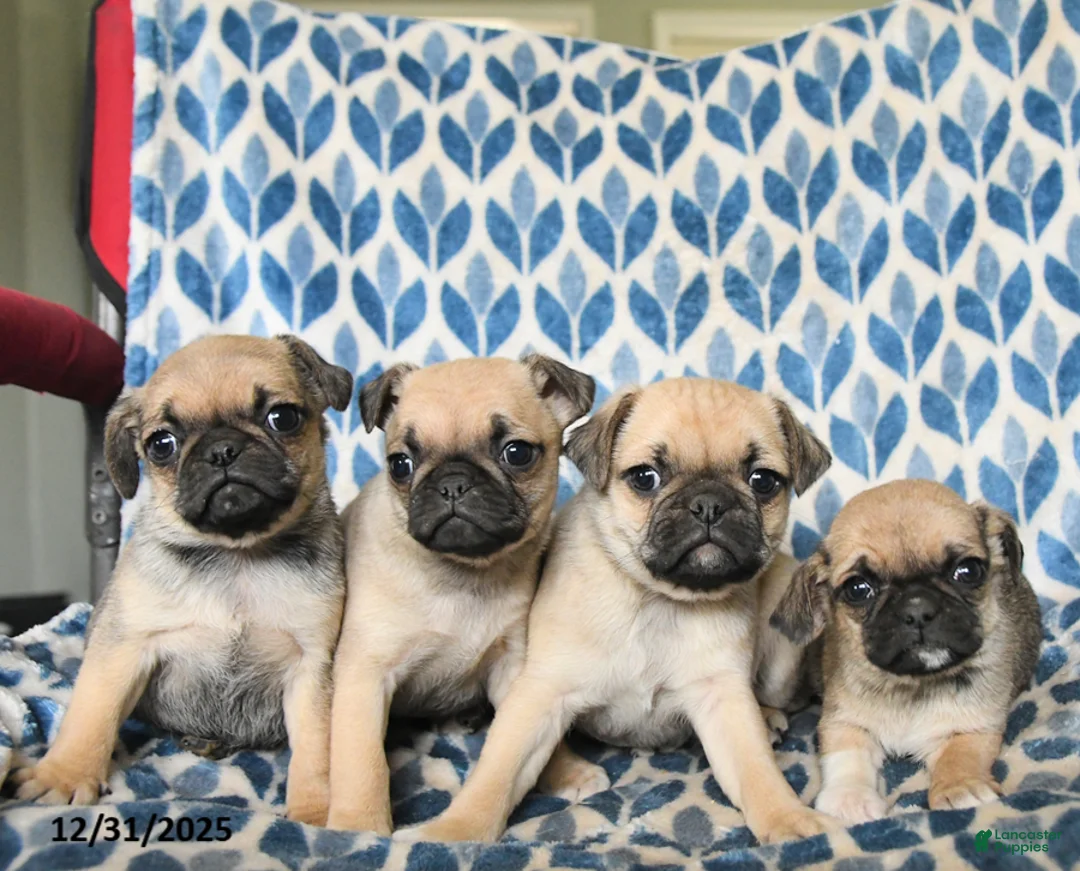 Pug dogs for sale: Captain - Ad 3