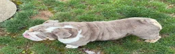 English Bulldog dogs for sale: Raven - Ad 2