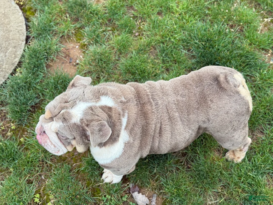 English Bulldog dogs for sale: Raven - Ad 2