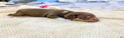 Rat Terrier dogs for sale: Jason - Mini Rat  - Ad 4