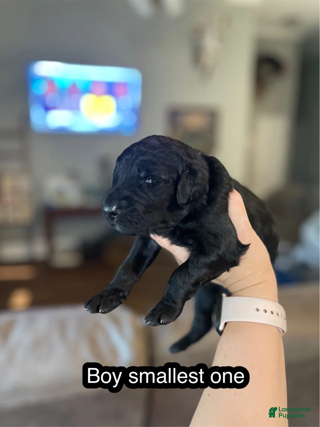 Goldendoodle dogs for sale: Goldendoodle 5 - Ad 1