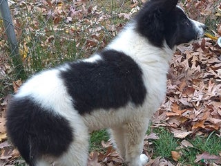 Border Collie dogs - Ad 36