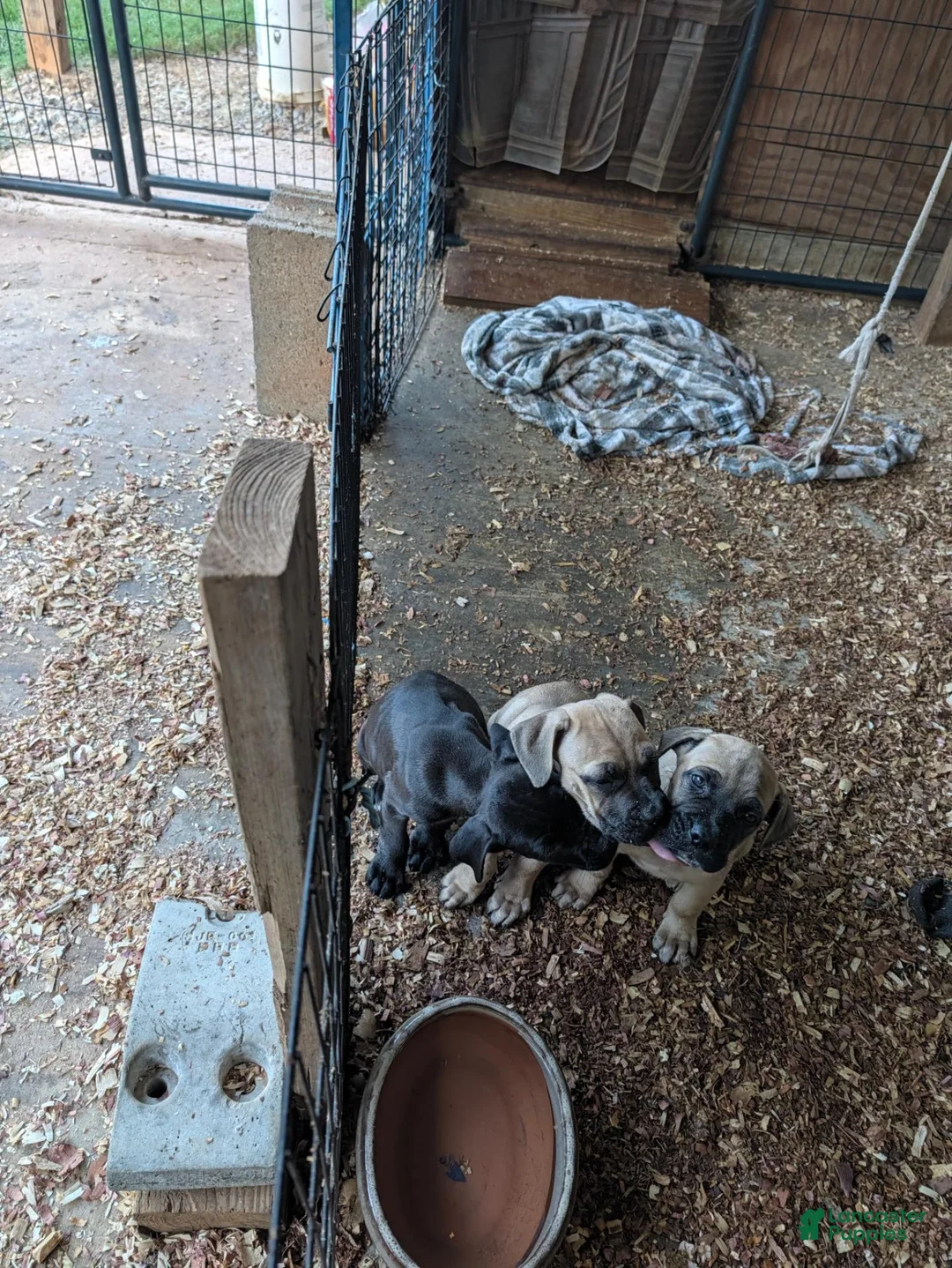 Cane Corso dogs for sale: Cane Corso 3 - Ad 3