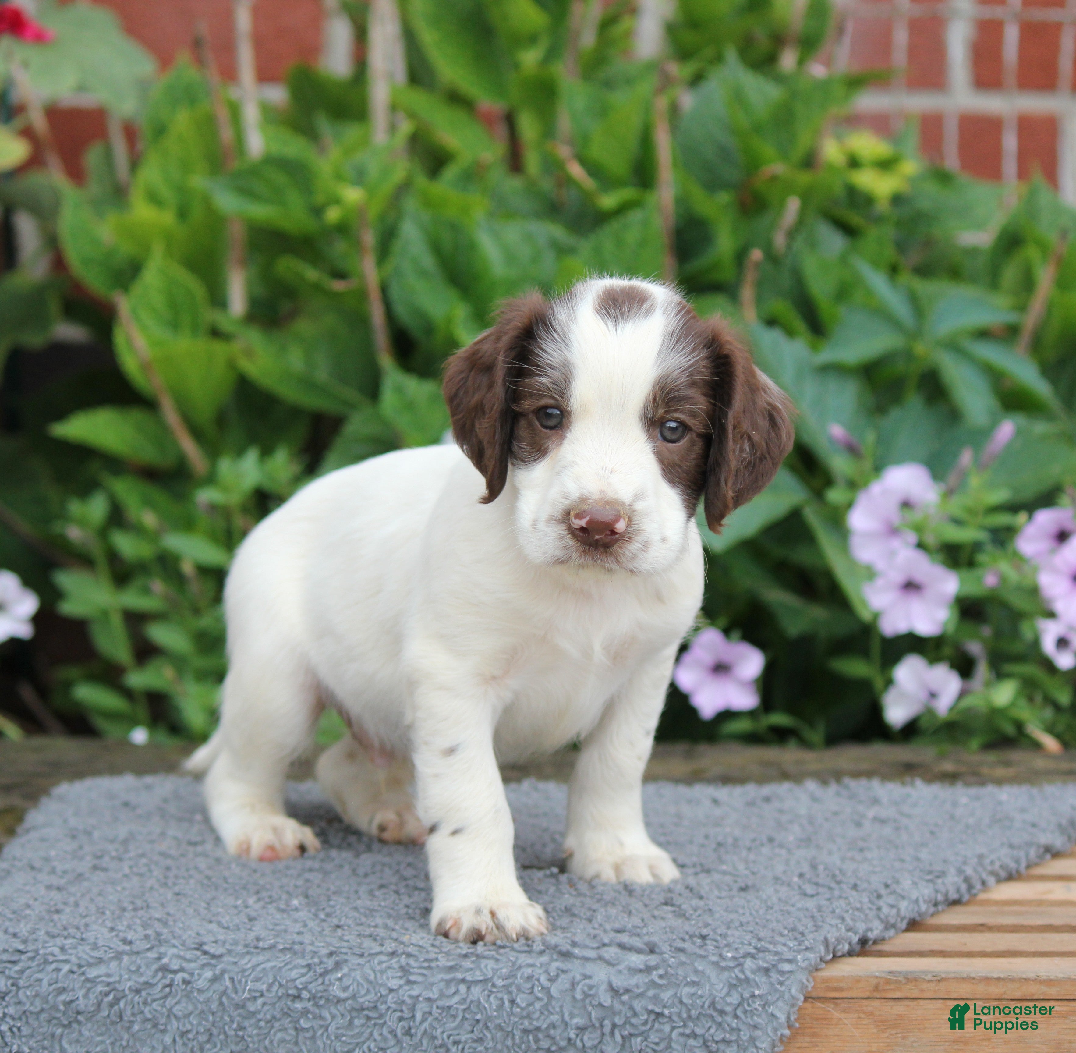 English Springer Spaniel dogs Rocket - Ad 2