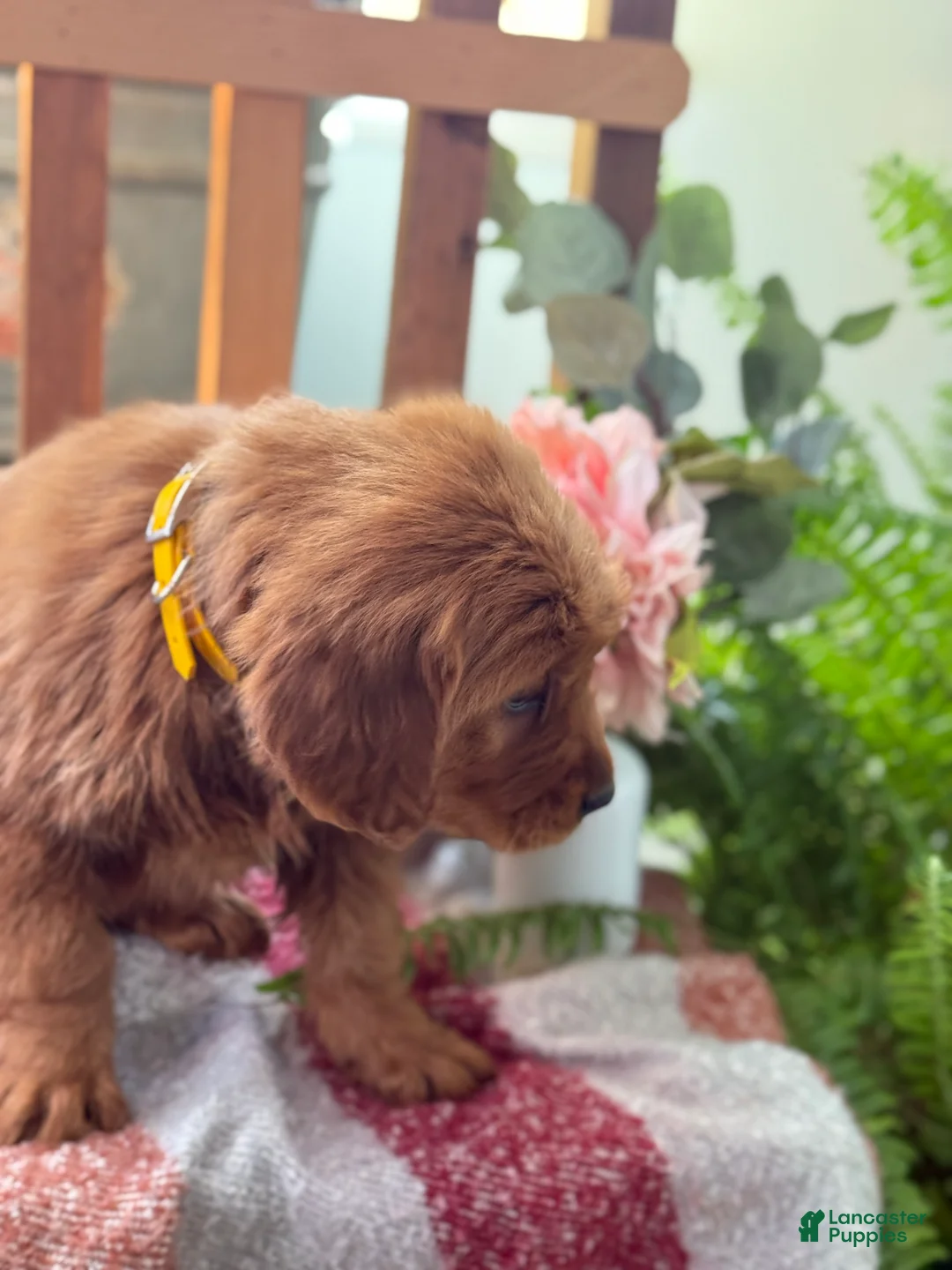 Golden Retriever dogs for sale: Redd - Ad 2