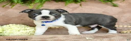 Boston Terrier dogs for sale: Rollo - Ad 3
