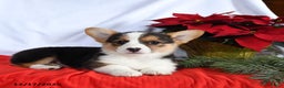 Welsh Corgi Pembroke dogs for sale: Ruby - Ad 3