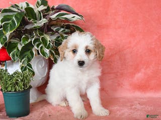 Mini Aussiedoodle dogs Chloe - Ad 11