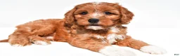 Cavapoo dogs for sale: Lyn - Ad 3