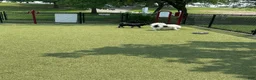 Pomsky dogs for sale: Pomsky 2 - Ad 5