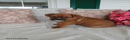 Boxer dogs for sale: Denalia - Ad 4
