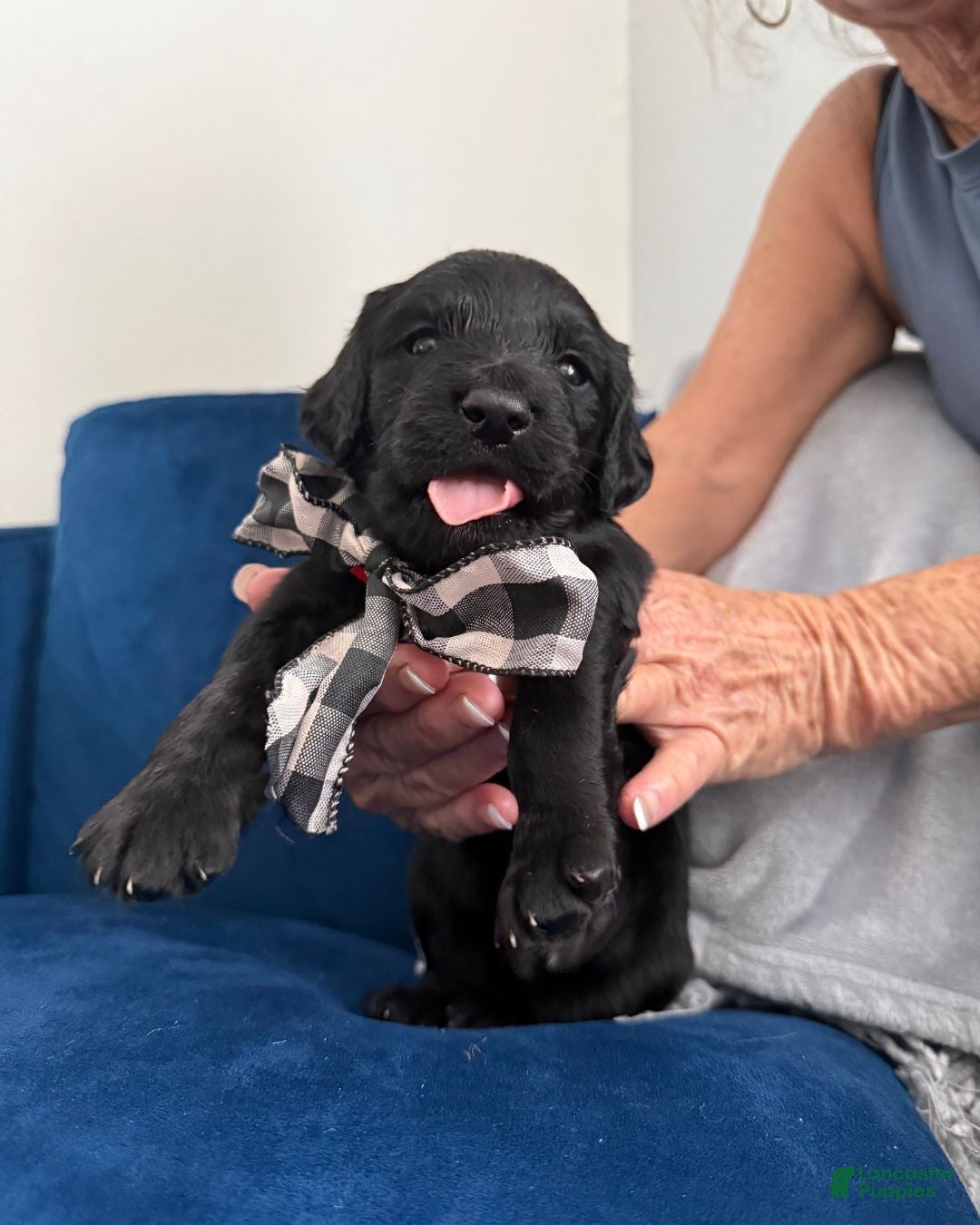 Goldendoodle dogs Domino - Checkered Bow Boy - Ad 2
