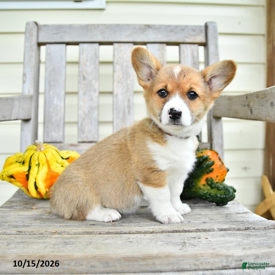 Welsh Corgi Pembroke dogs for sale: Evie - Ad 2