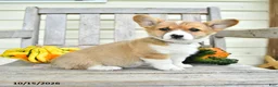 Welsh Corgi Pembroke dogs for sale: Evie - Ad 2