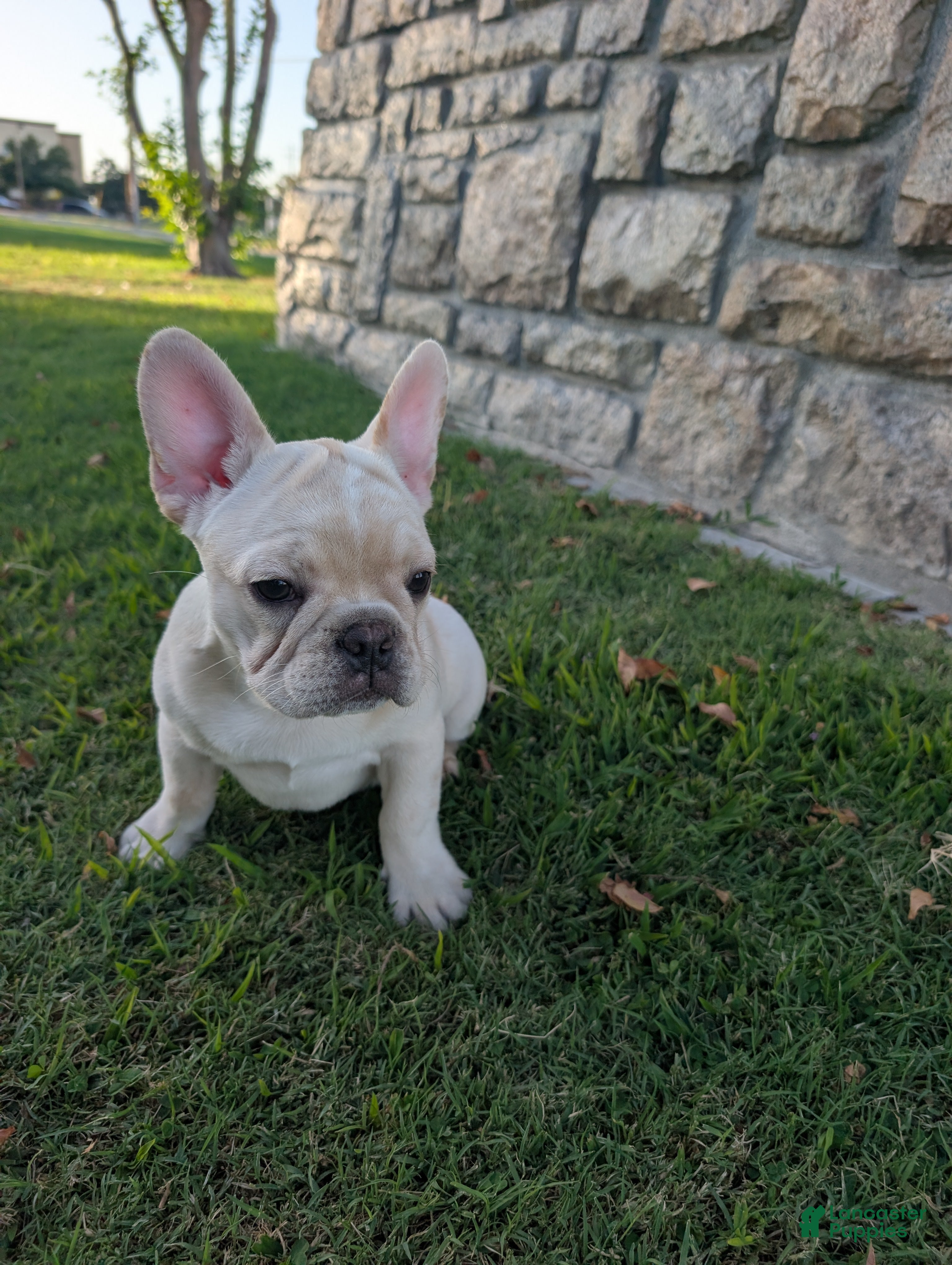 French Bulldog dogs French Bulldog boy #3 - Ad 25