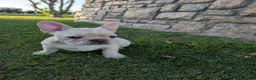 French Bulldog dogs for sale: French Bulldog boy #3 - Ad 3