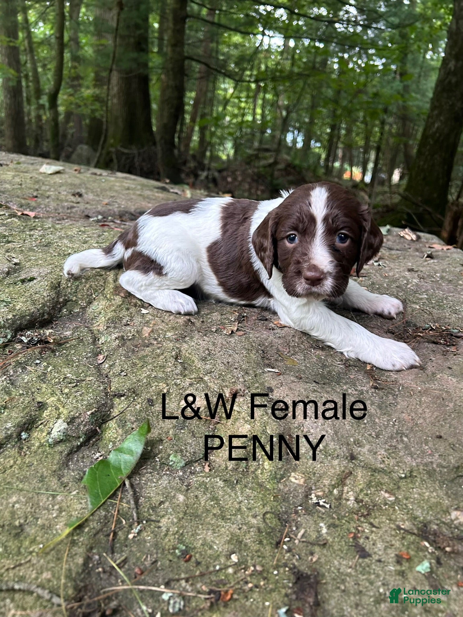 English Springer Spaniel dogs English Springer Spaniel 4 - Ad 1