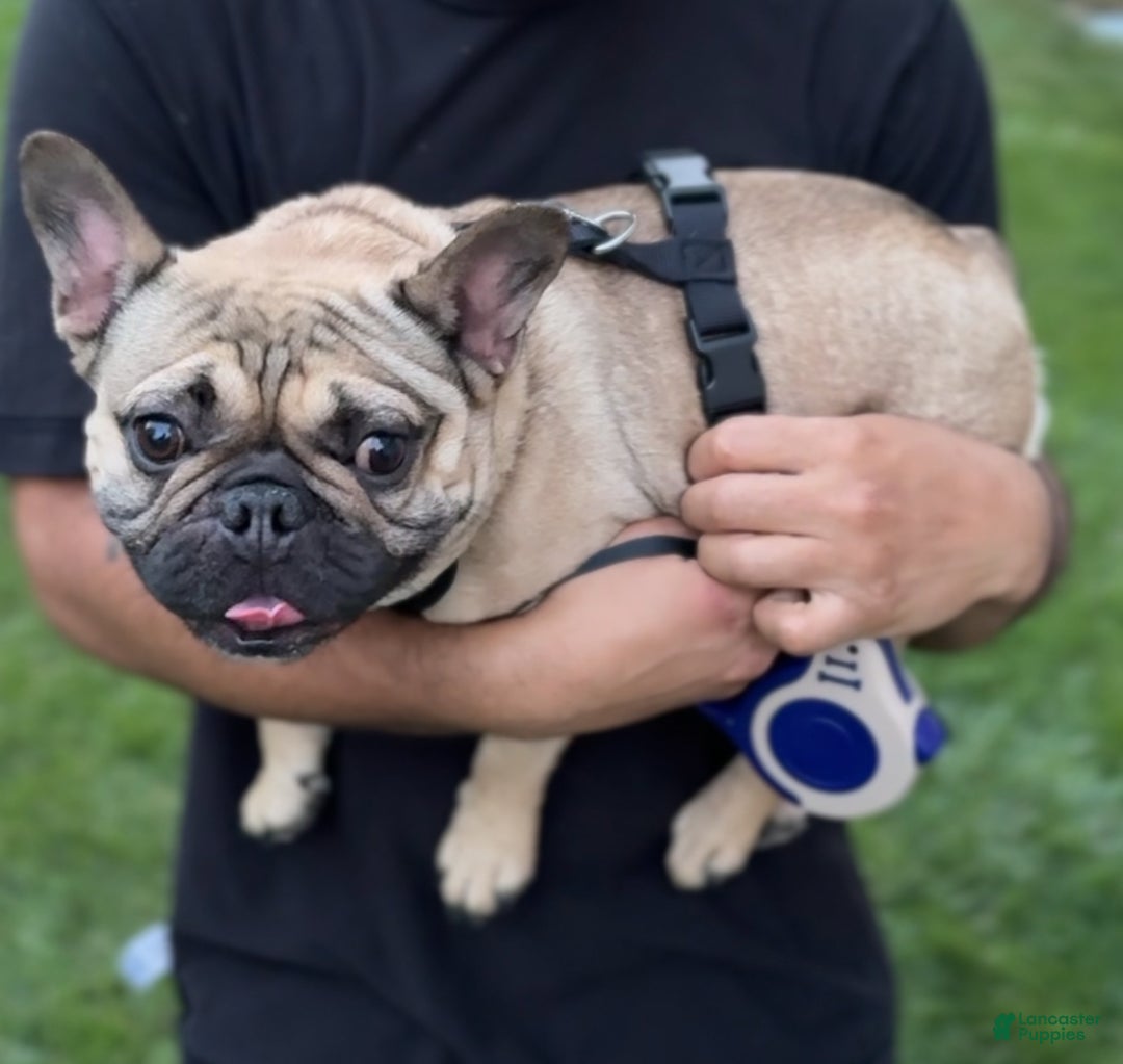 French Bulldog dogs for sale: French Bulldog Alvin - Ad 2