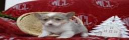 Welsh Corgi Pembroke dogs for sale: Bruno - Ad 4