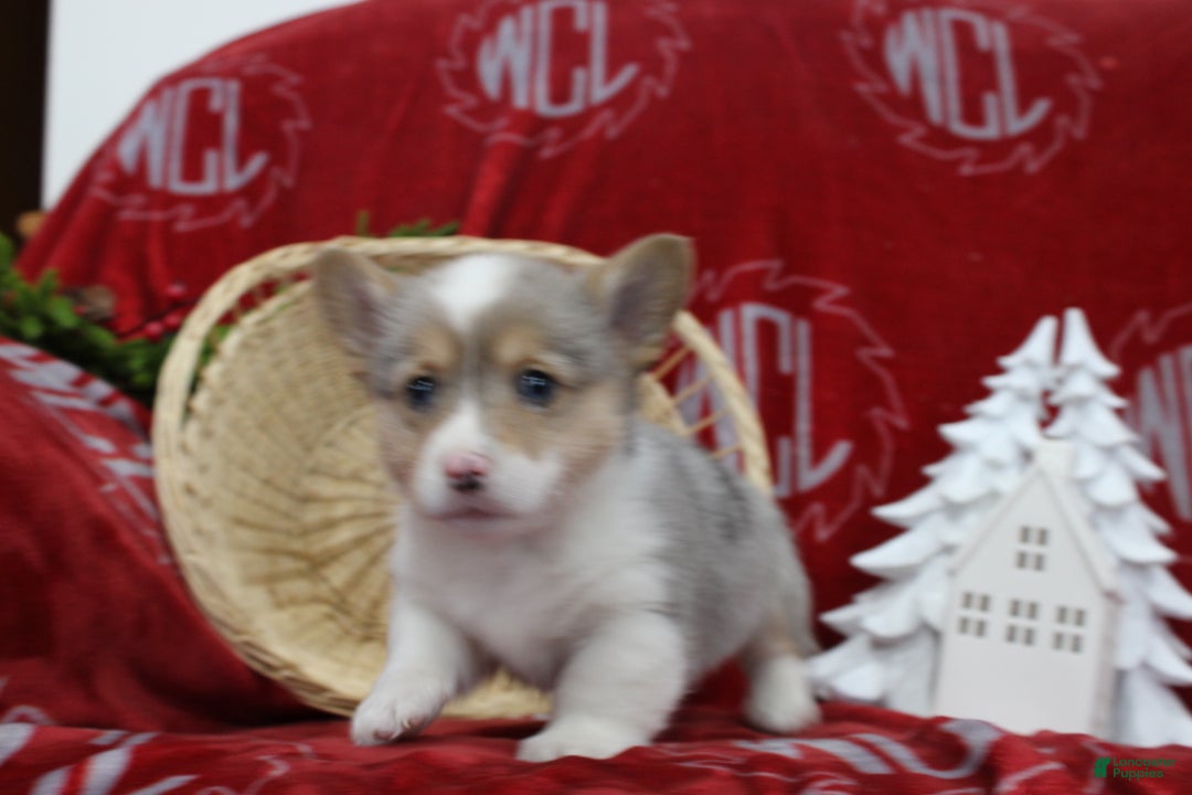 Welsh Corgi Pembroke dogs for sale: Bruno - Ad 4