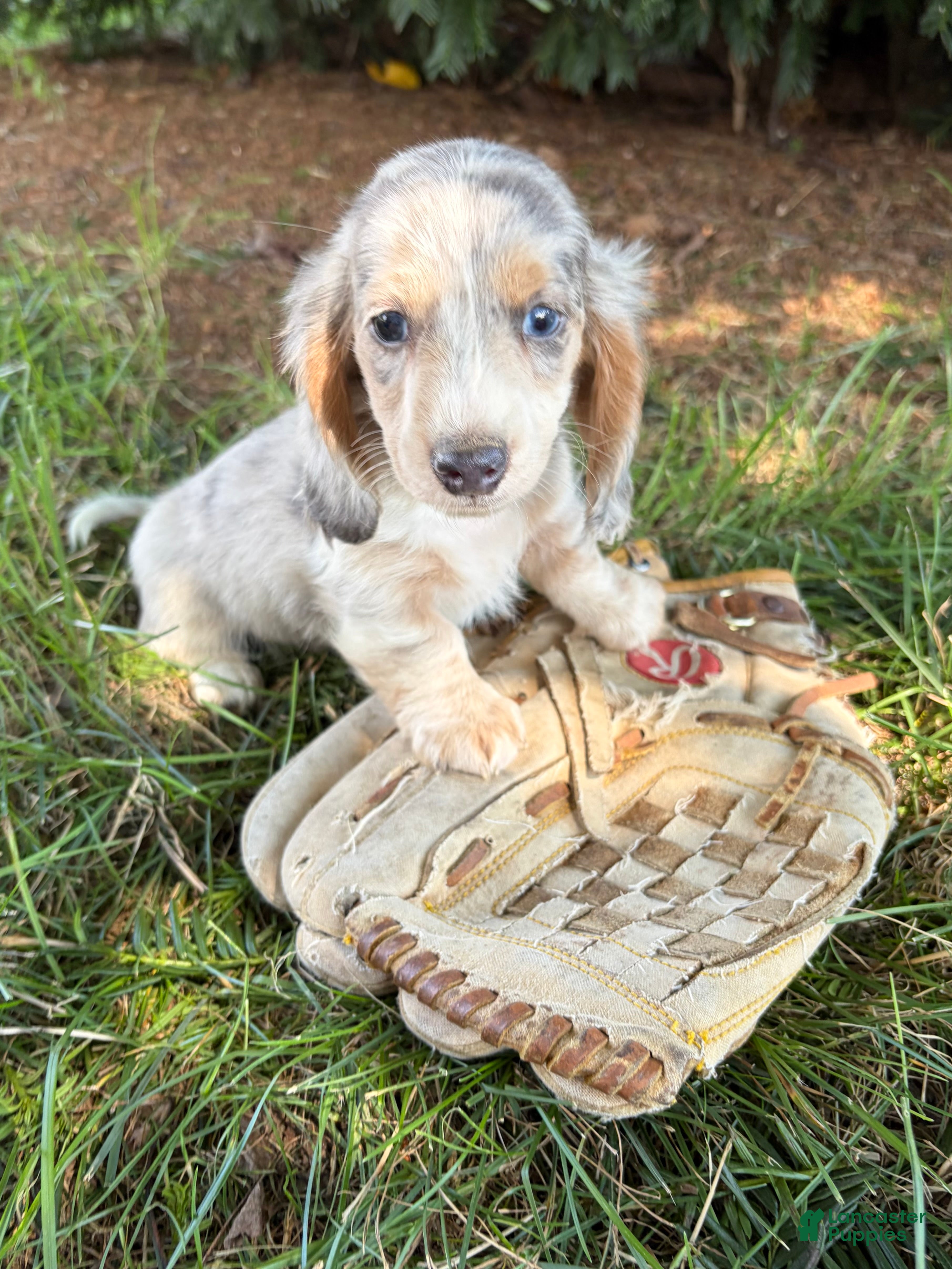 Dachshund dogs Jasper - Ad 2