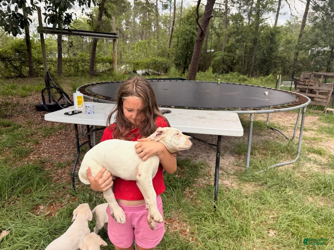 Dogo Argentino dogs Dogo Argentino Puppy 1 - Ad 2