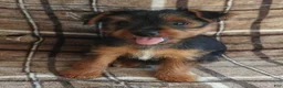 Yorkshire Terrier dogs for sale: Betty - Ad 3