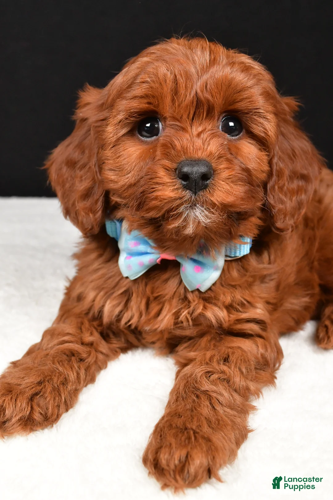 Cavapoo dogs for sale: Benji - Ad 3