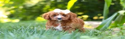 Cavapoo dogs for sale: Sky - Ad 3