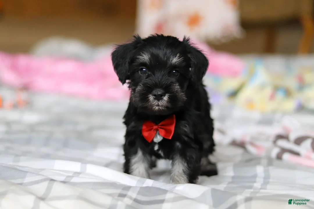 Miniature Schnauzer dogs for sale: Charlie - Ad 1
