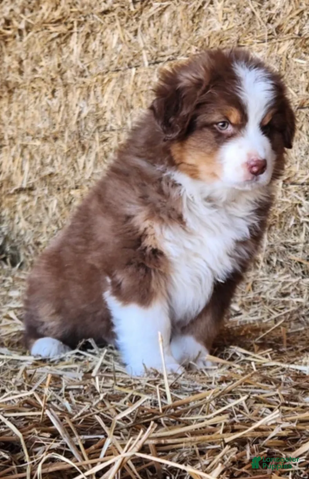 Mixed Breed dogs for sale: Mixed Breed Puppy 1 - Ad 3