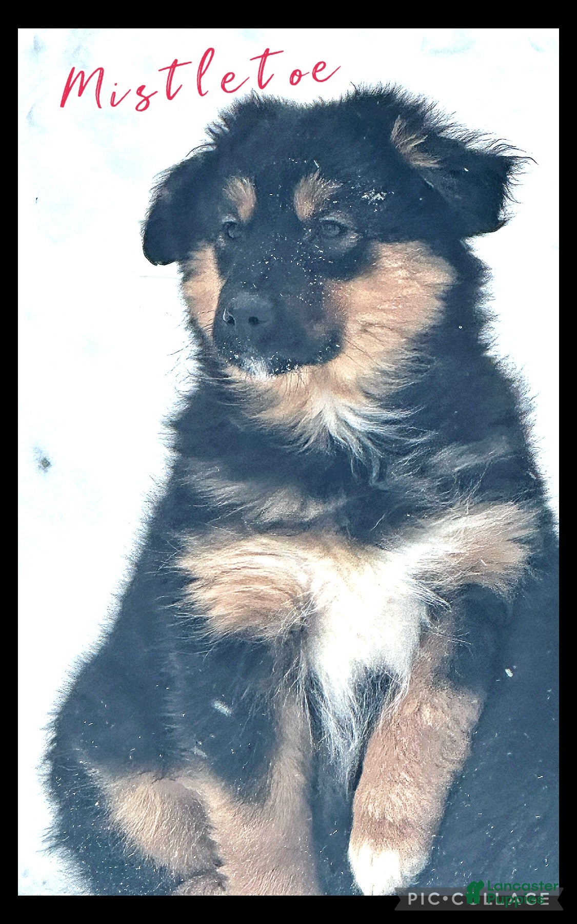 Miniature Australian Shepherd dogs Mistletoe - Ad 29