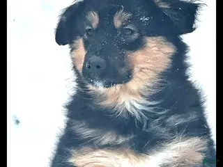 Miniature Australian Shepherd dogs Mistletoe - Ad 29