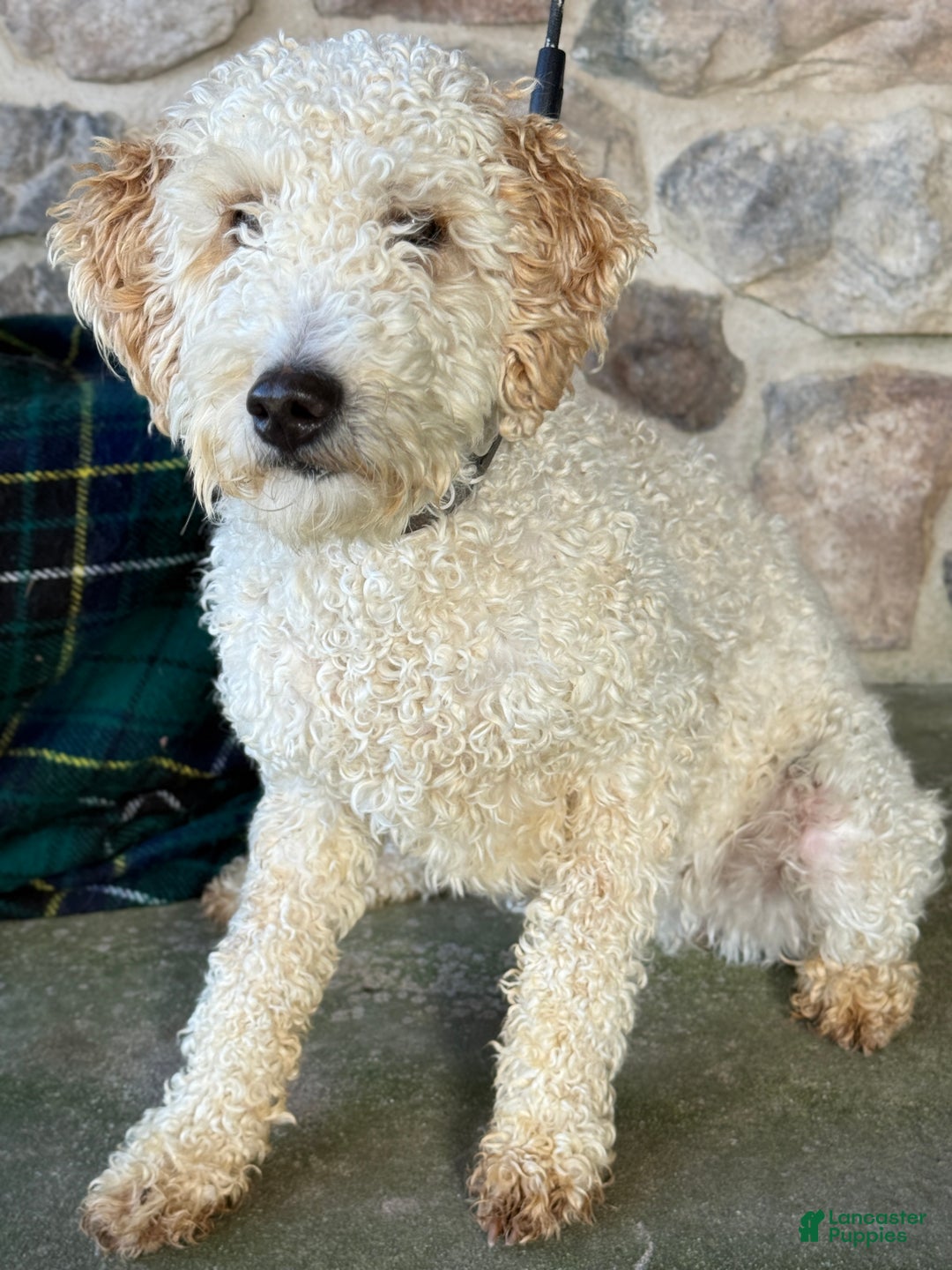 Mini Goldendoodle dogs for sale: Caidence - Ad 2