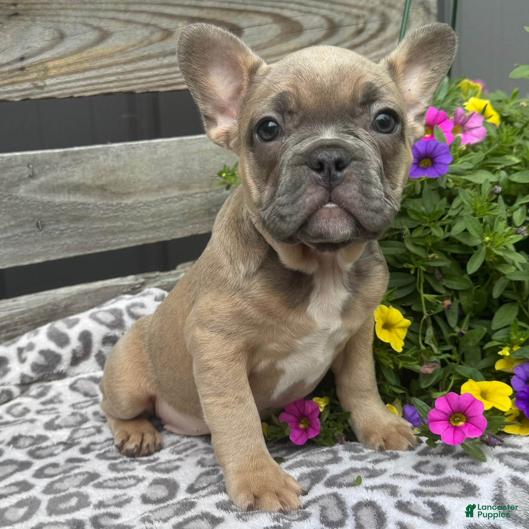 French Bulldog dogs Fancy - Ad 1