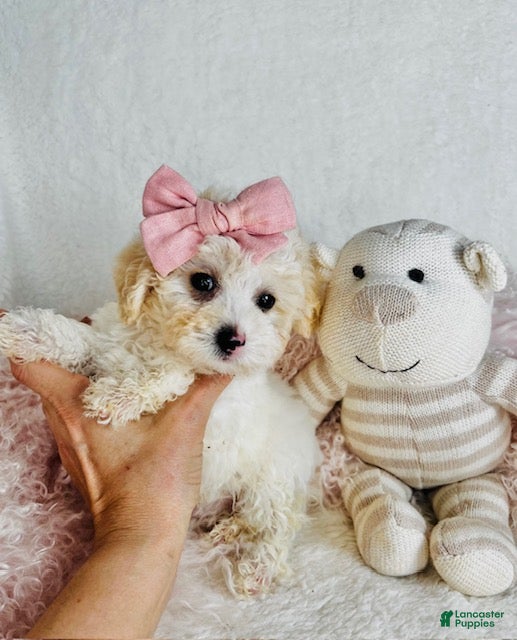 Toy Poodle dogs Toy Poodle 1 - Ad 1