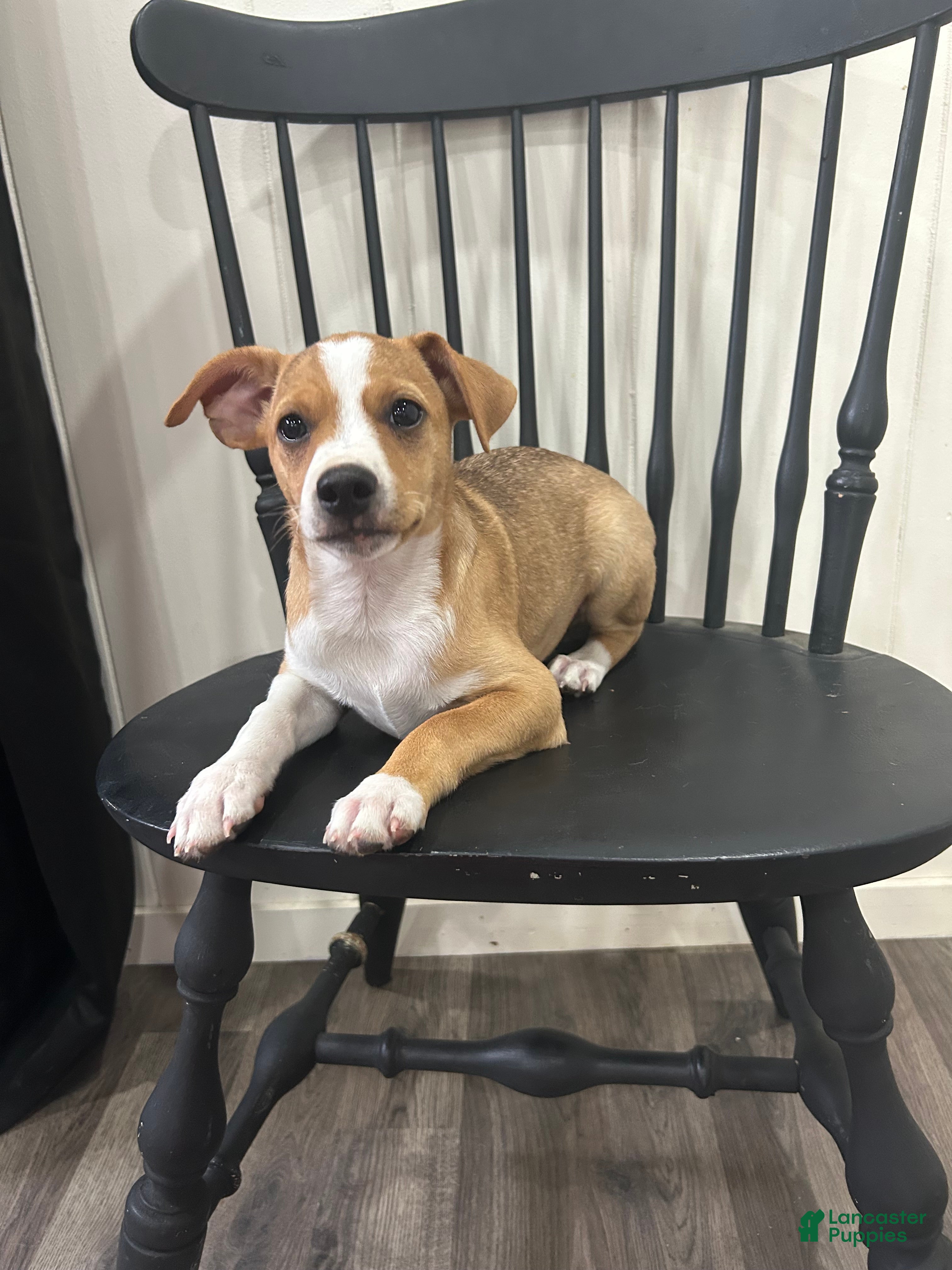 Rat Terrier dogs for sale: Thomas - Ad 4