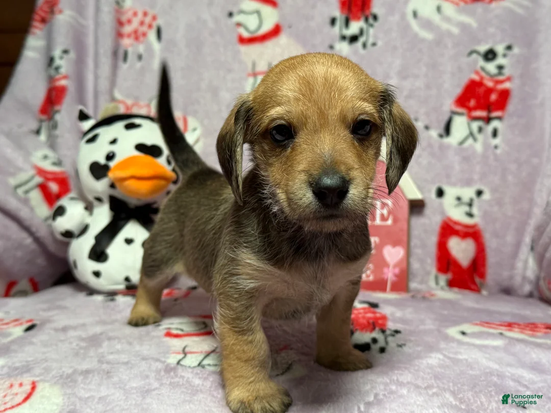 Gallery Image {{count}}