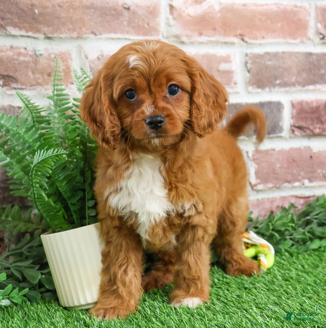 Cavapoo dogs for sale: Beau - Ad 2
