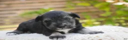 Miniature Schnauzer dogs for sale: Annabelle Miniature Schnauzer  - Ad 4