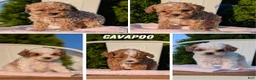Cavapoo dogs for sale: Shiloh - Ad 13