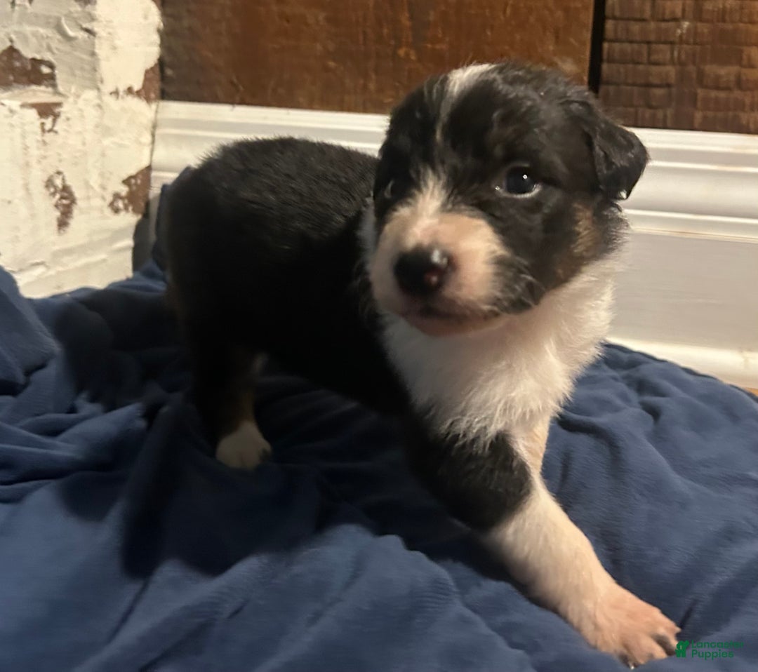 Australian Shepherd dogs for sale: Ruth - Ad 42