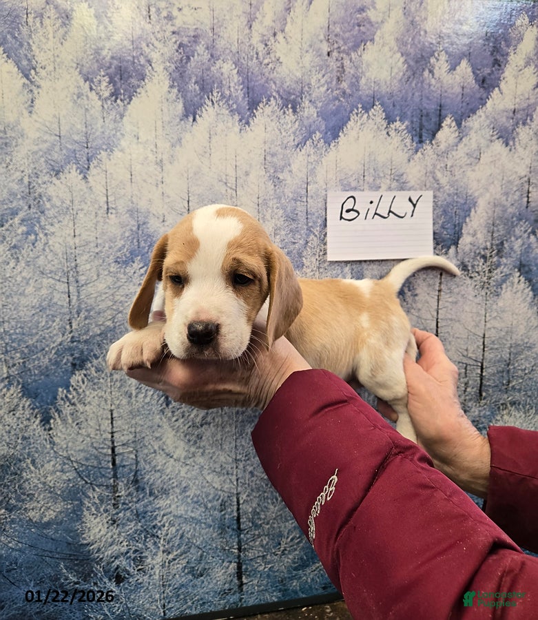 Beagle dogs Billy - Ad 1