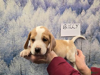 Beagle dogs Billy - Ad 1