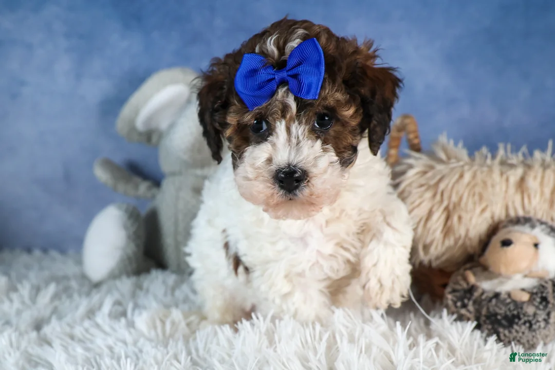 Havapoo dogs for sale: ELVIS - Ad 5